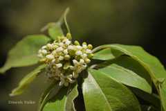 Pittosporum dasycaulon